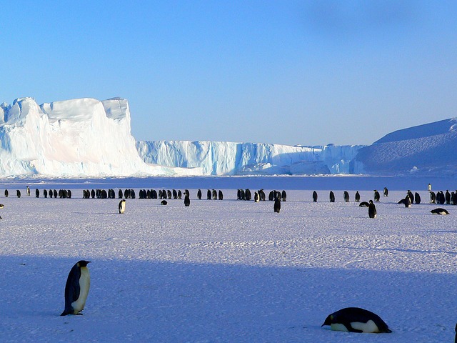 tučniak cisársky.jpg