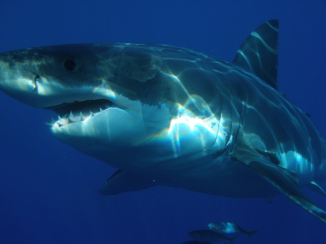 Veľký biely žralok.jpg