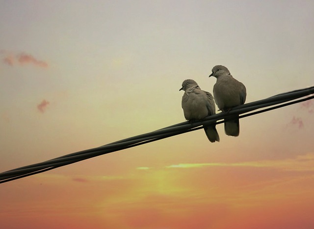 dva holuby na drôte.jpg