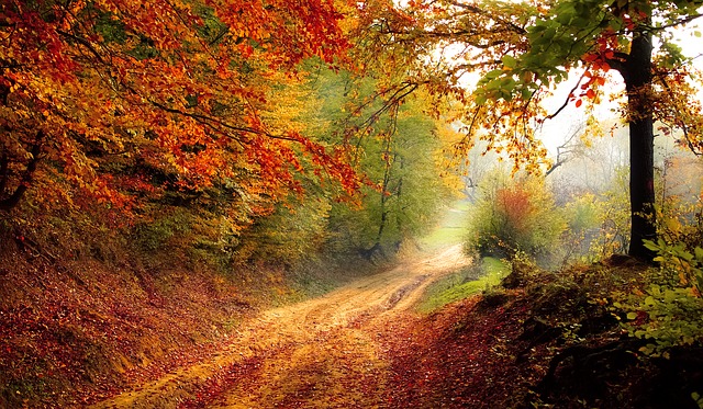 jeseň v lese.jpg