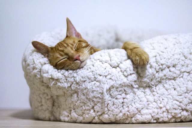 Ryšavá mačka spí v huňatej deke